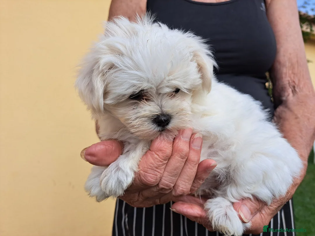 Bichón Maltés perros en venta: Bichon Maltes - Anuncio 2