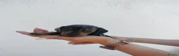 Teckel Miniatura perros en venta: Teckel miniaturas de calidad - Anuncio 3