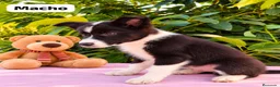 Border Collie perros en venta: Preciosa camada de border collie - Anuncio 6