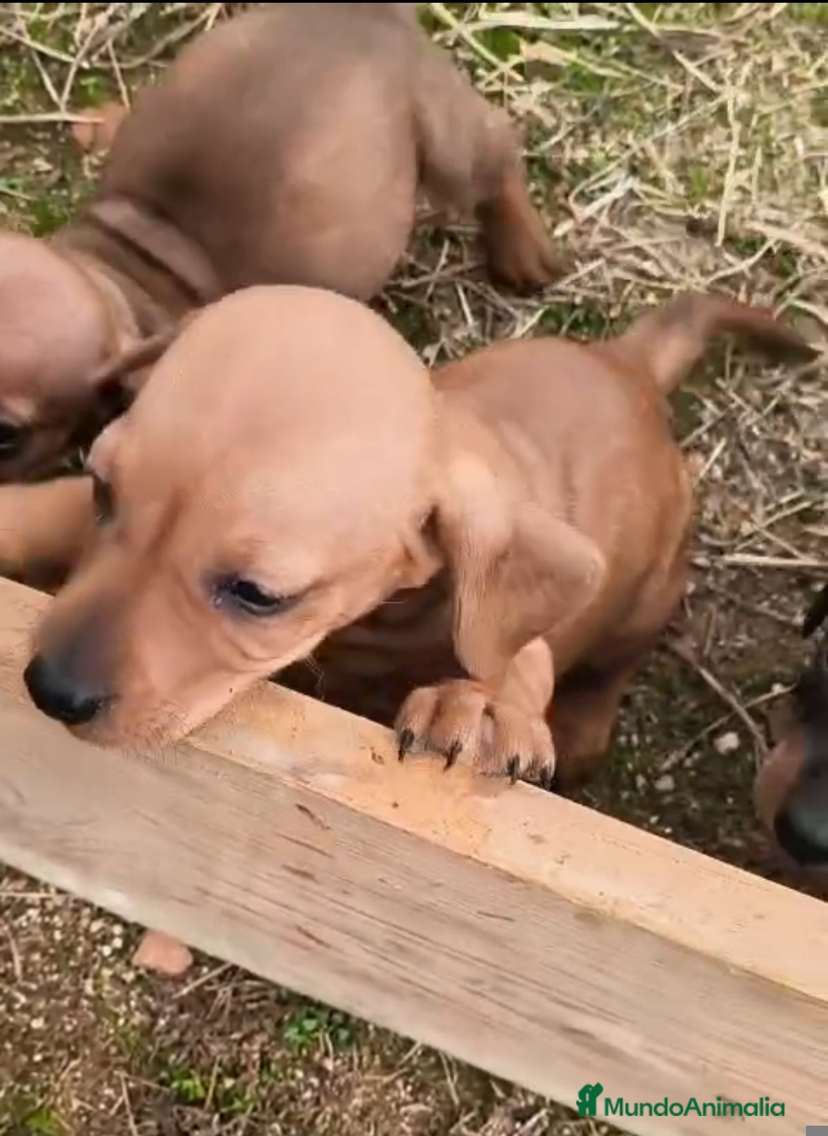 Teckel Miniatura perros Teckel color jabali - Anuncio 19