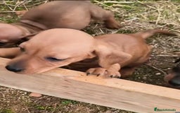 Teckel Miniatura perros en venta: Teckel color jabali - Anuncio 1