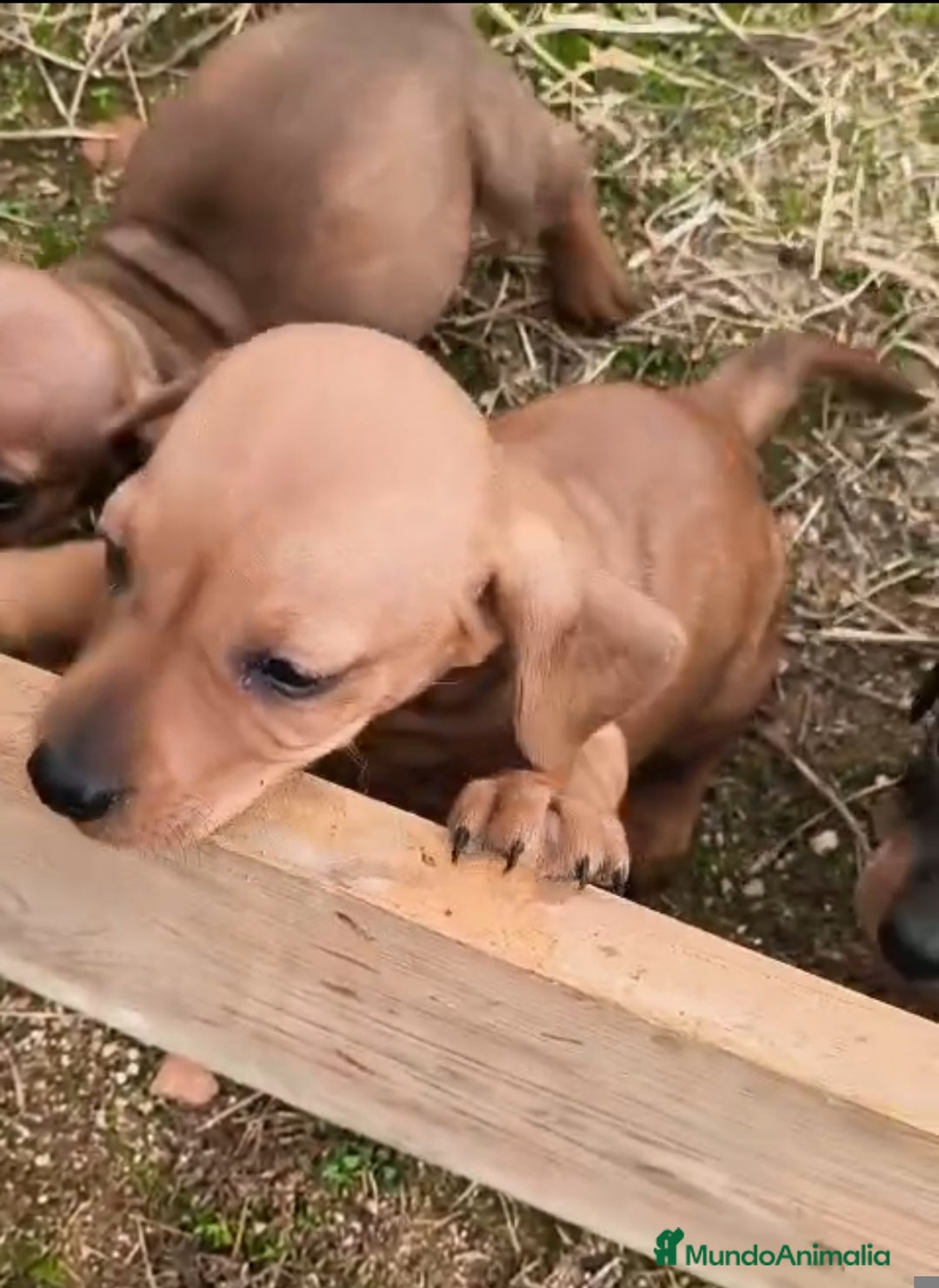 Teckel Miniatura perros en venta: Teckel color jabali - Anuncio 1