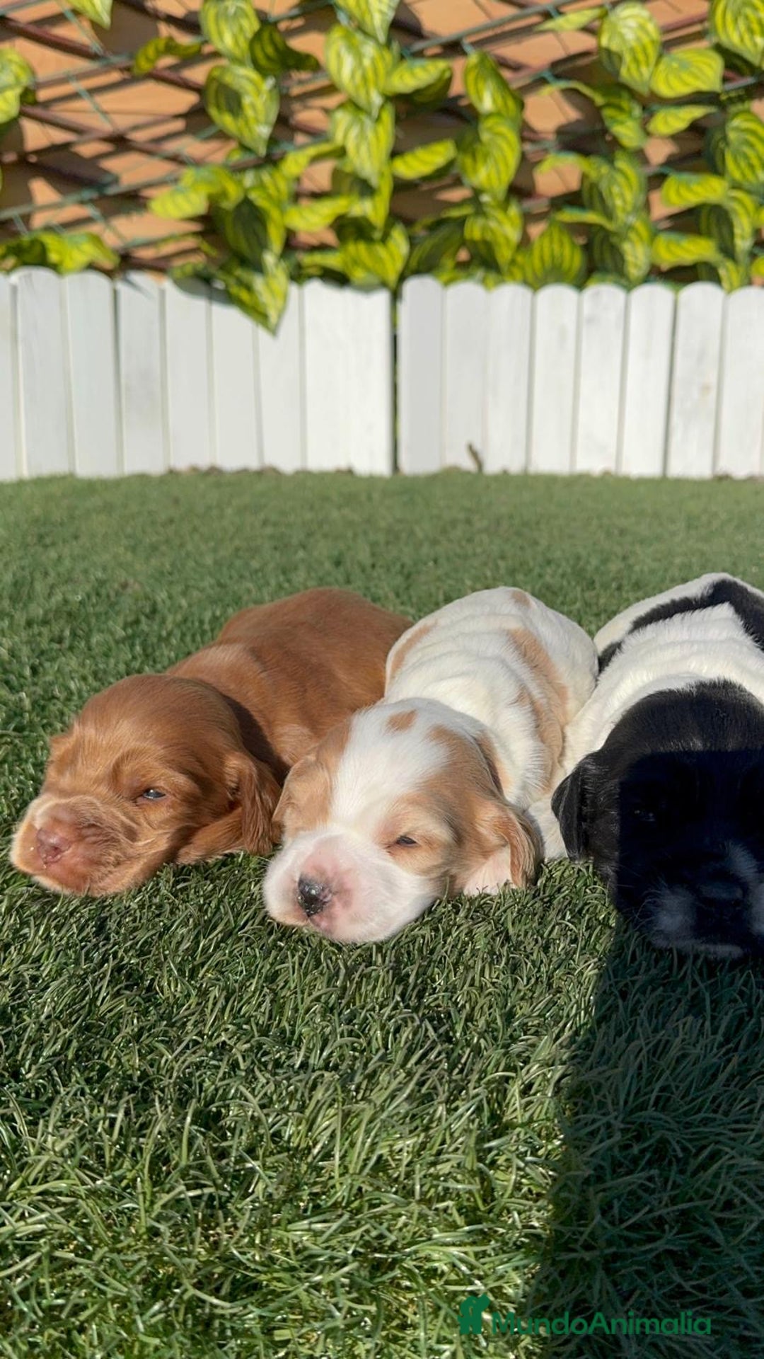 Cocker Spaniel Inglés perros en venta: COCKER SPANIEL INGLES - Anuncio 20