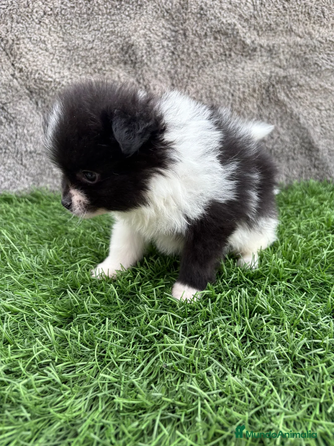 Pomerania perros en venta: Macho toy lulu de Pomerania Party negro blanco  - Anuncio 19