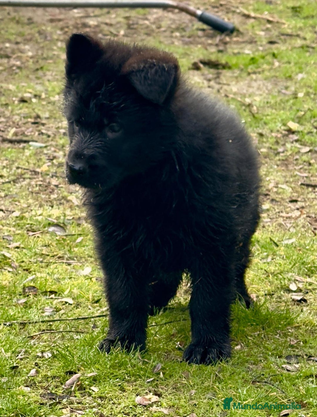 Pastor Alemán perros en venta: Pastores alemanes belleza , 100% líneas alemanas - Anuncio 5