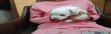 Bichón Maltés 1