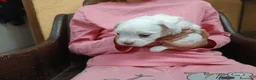 Bichón Maltés perros en venta: Maltes Toy - Anuncio 13