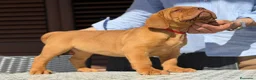 Dogo de Burdeos perros en venta: Precioso Dogo de Burdeos con super pedigree - Anuncio 4