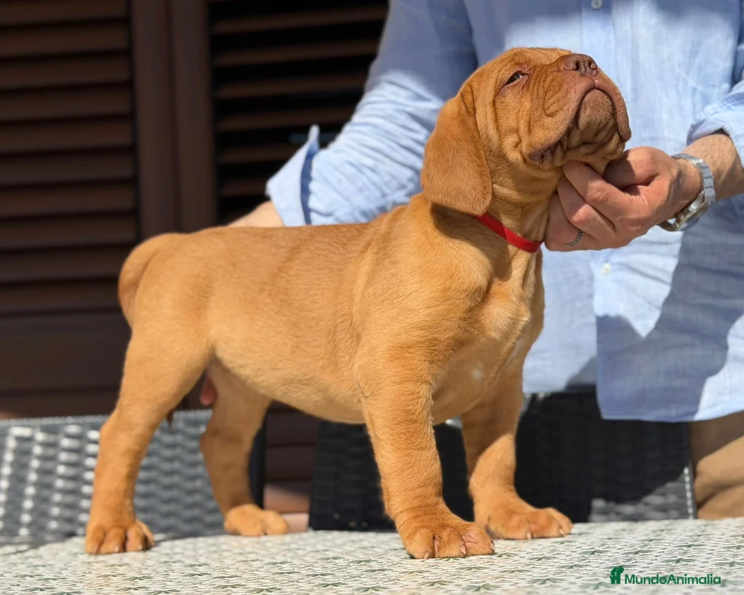 Dogo de Burdeos perros en venta: Precioso Dogo de Burdeos con super pedigree - Anuncio 4