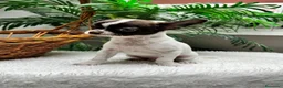 Chihuahua perros en venta: CHIHUAHUA CHOCOLATE Y BLANCO - Anuncio 11
