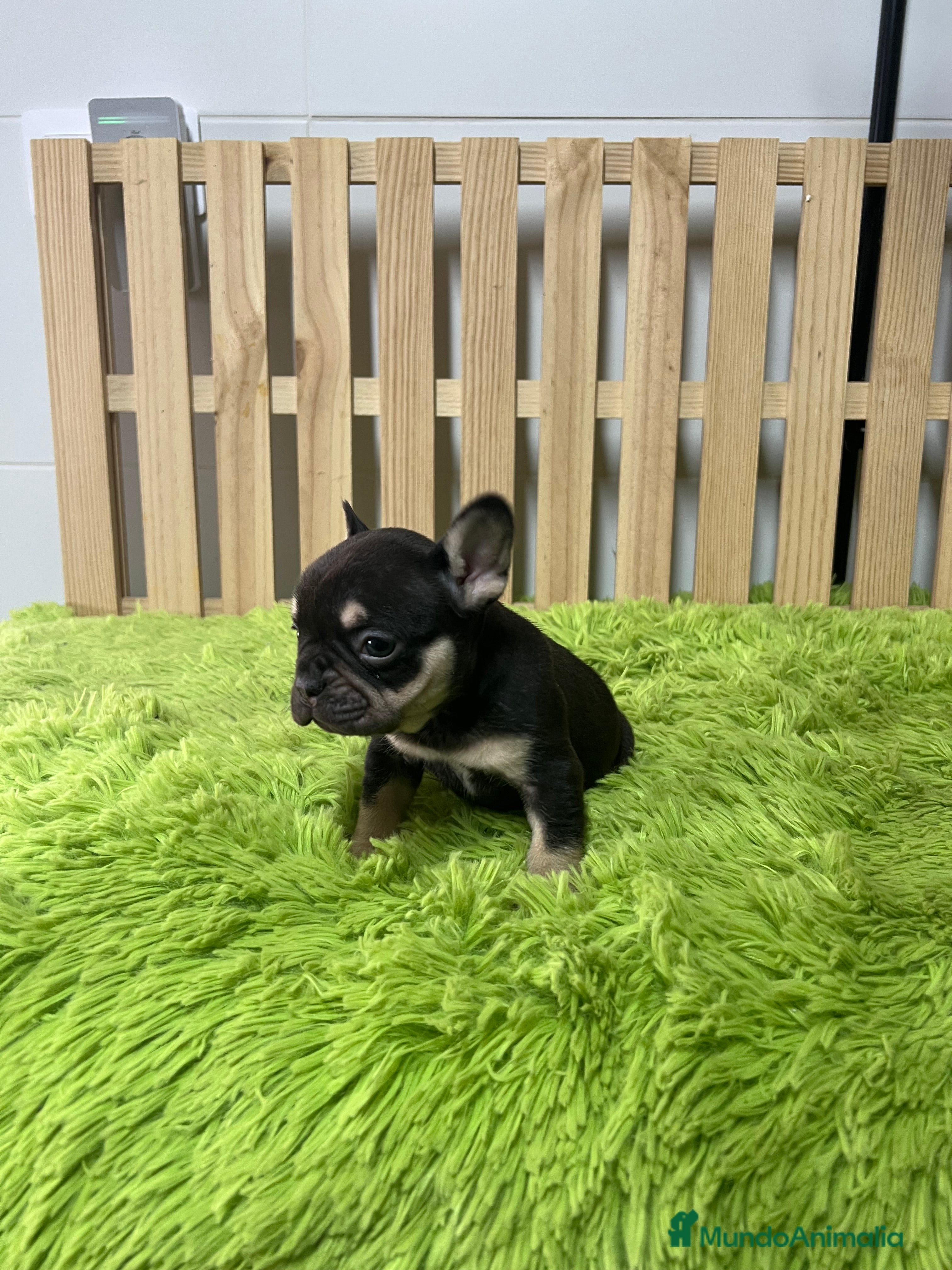 Bulldog Francés perros Bulldog francés chocolate  - Anuncio 2