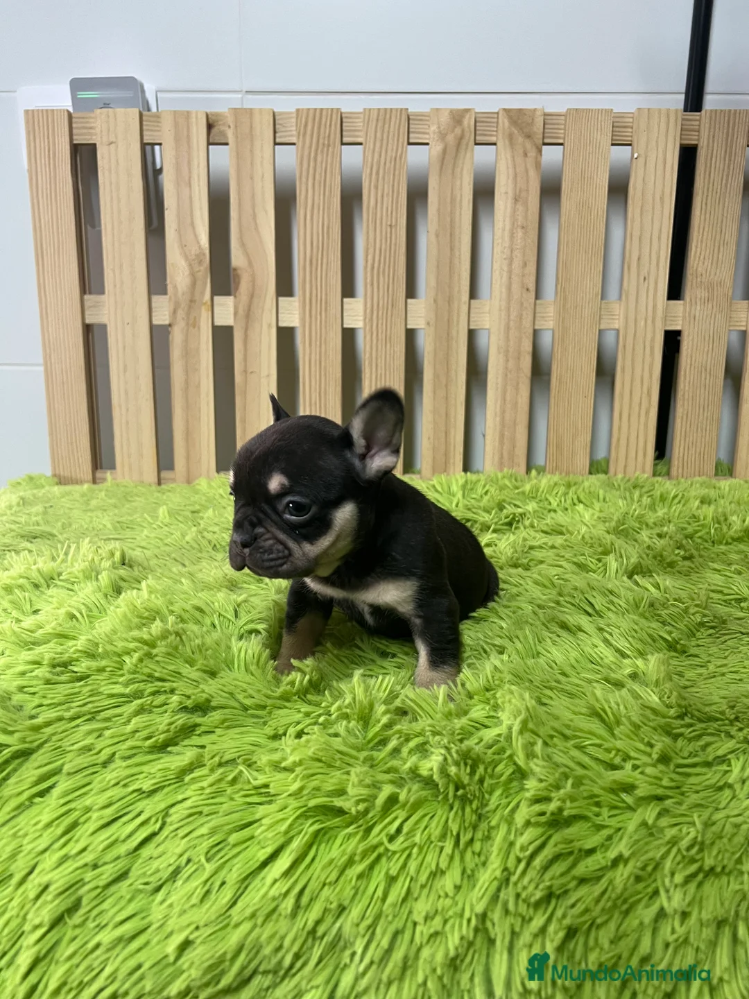 Bulldog Francés perros en venta: Bulldog francés chocolate  - Anuncio 2