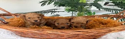 Caniche Toy perros en venta: CANICHE TOY-ENTREGA EN SEPTIEMBRE - Anuncio 4