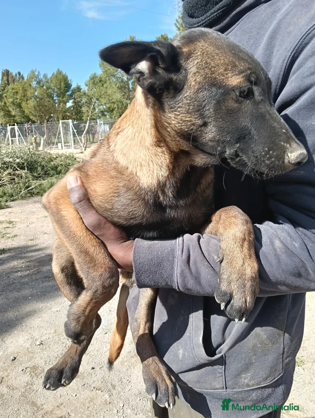 Otras razas perros en venta: Malinois - Anuncio 1