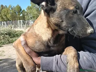 Otras razas perros Malinois - Anuncio 1