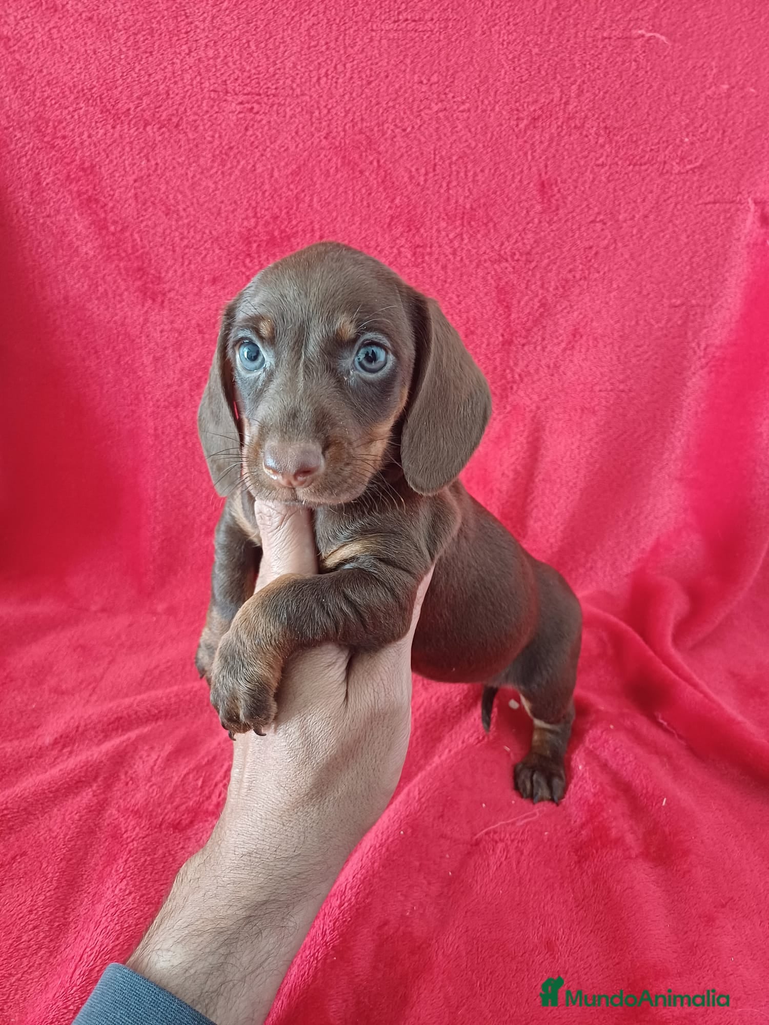 Teckel Miniatura perros Teckel Miniatura Chocolate  - Anuncio 35