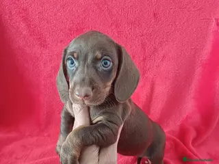 Teckel Miniatura perros Teckel Miniatura Chocolate - Anuncio 27