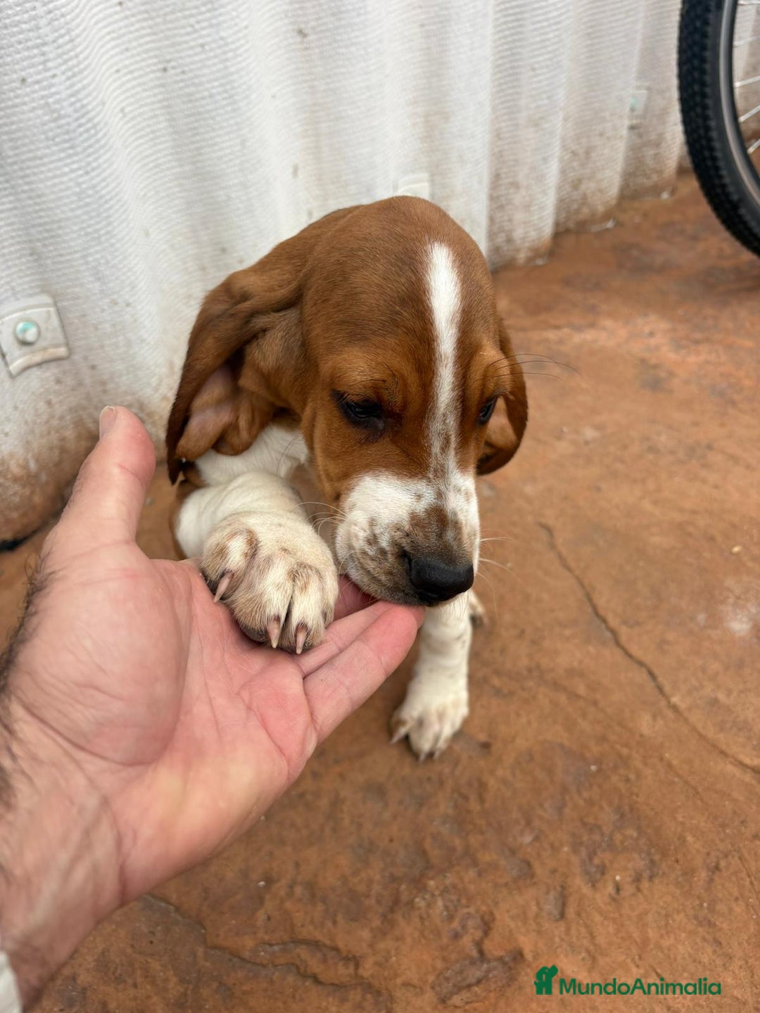 Basset Hound perros en venta: Basset hound último macho - Anuncio 6