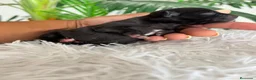 Chihuahua perros en venta: CHIHUAHUA - Anuncio 11