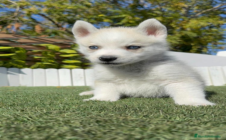 Husky Siberiano perros HUSKY  - Anuncio 1