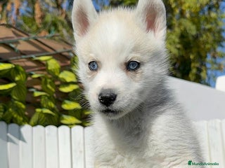 Husky Siberiano perros HUSKY - Anuncio 1