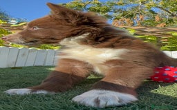 Border Collie perros en venta: BORDER COLLIE - Anuncio 30