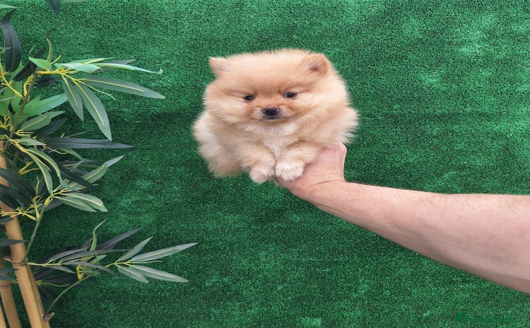 Pomerania perros - Anuncio 4