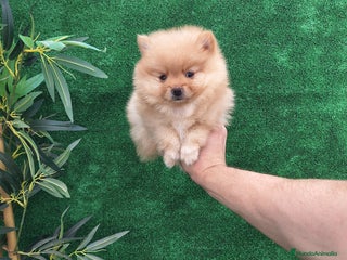 Pomerania perros - Anuncio 16