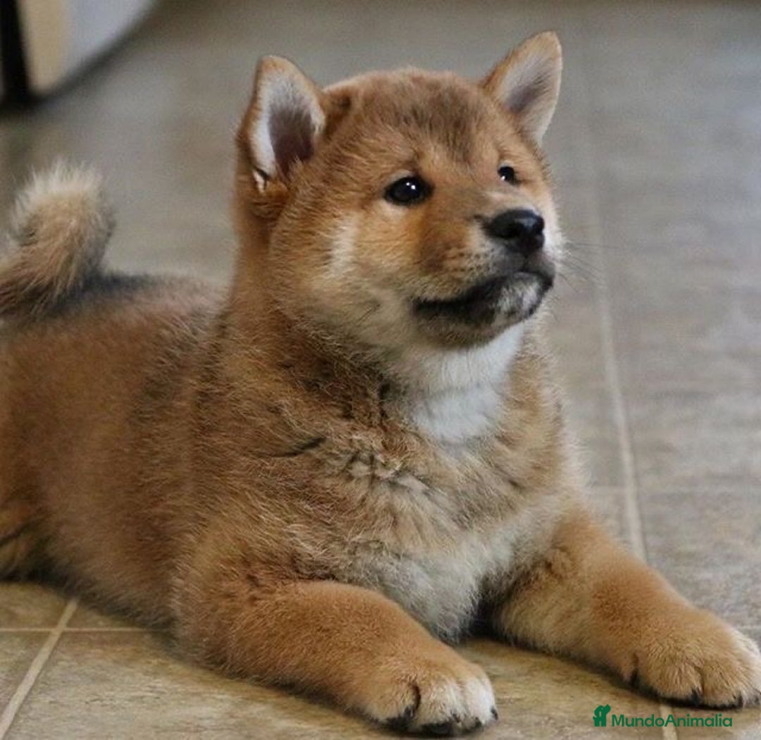 Shiba Inu perros en venta: Shiba Cachorro - Anuncio 5
