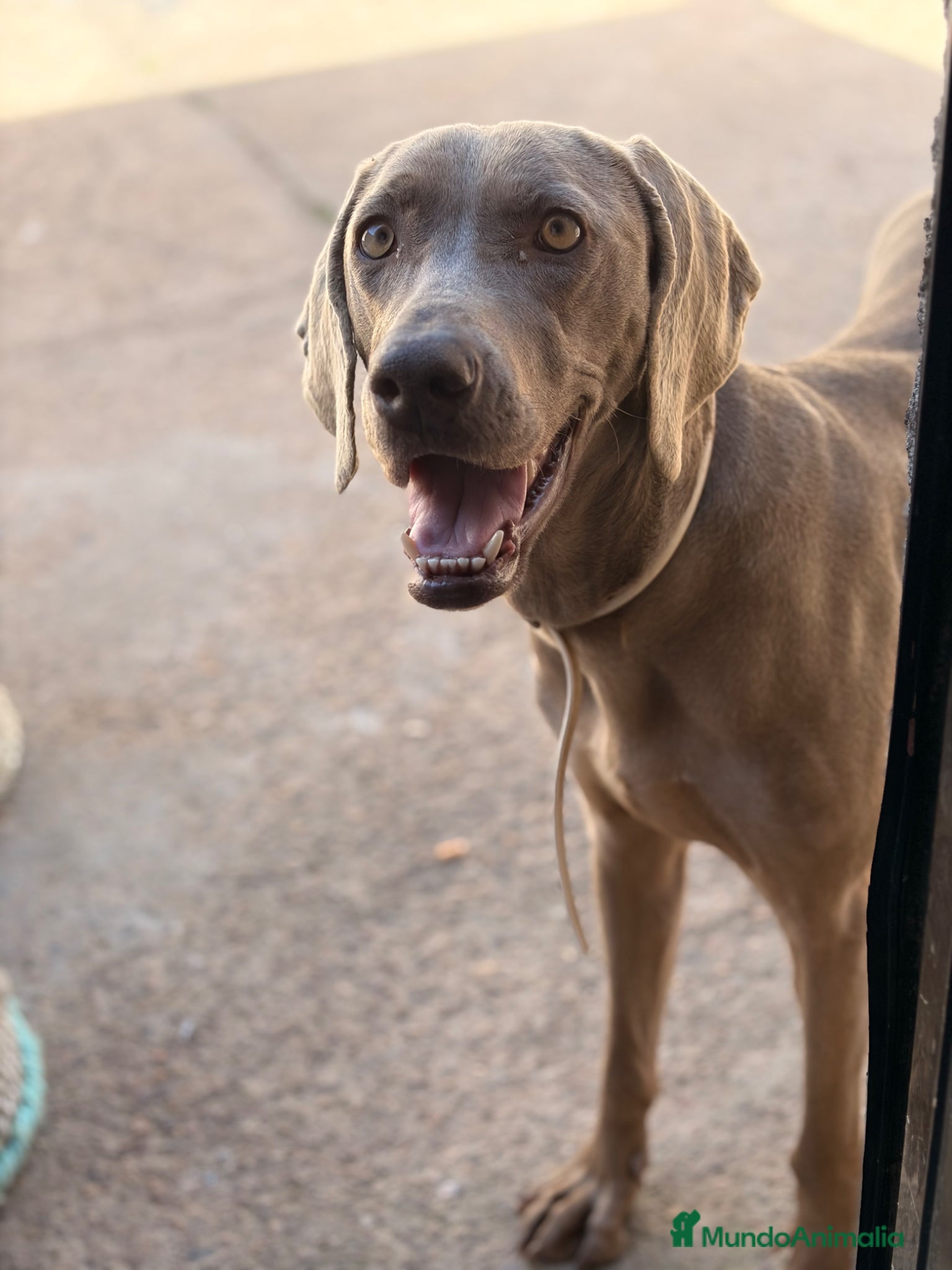 Braco Alemán de Pelo Corto perros BRACOS DE WEIMAR  - Anuncio 1