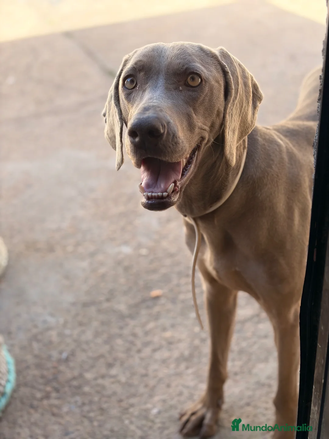 Braco Alemán de Pelo Corto perros en venta: BRACOS DE WEIMAR  - Anuncio 1