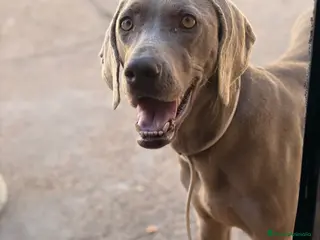 Braco Alemán de Pelo Corto perros BRACOS DE WEIMAR - Anuncio 19