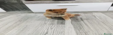 Shiba Inu 2