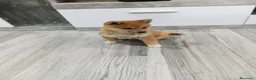 Shiba Inu perros en venta: Shiba inu - Anuncio 3