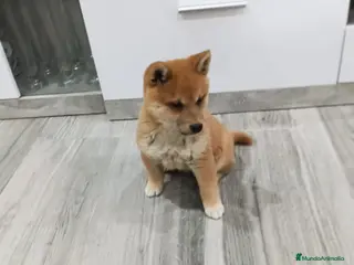 Shiba Inu perros Shiba inu - Anuncio 14