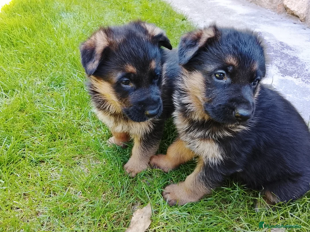 Pastor Alemán perros en venta: Preciosa camada de pastores alemanes  - Anuncio 2