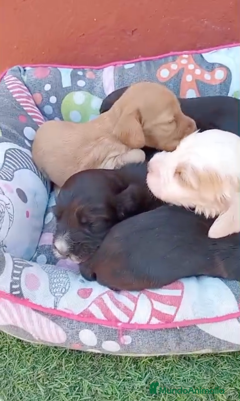 Cocker Spaniel Inglés perros Cocker Spaniel Inglés - Anuncio 1