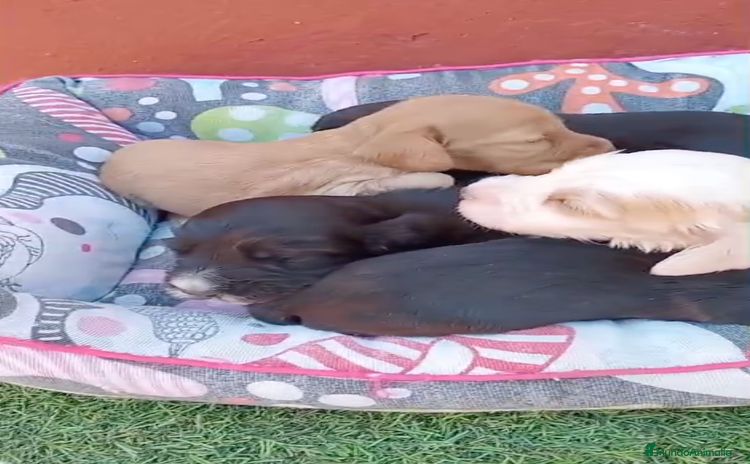Cocker Spaniel Inglés perros - Anuncio 1