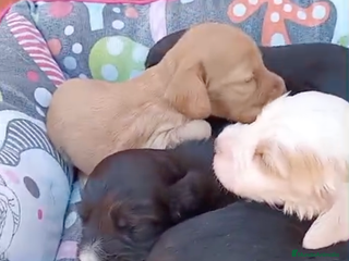 Cocker Spaniel Inglés perros - Anuncio 4