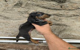 Teckel Miniatura perros en venta: Camadas disponibles de teckel - Imagen 9