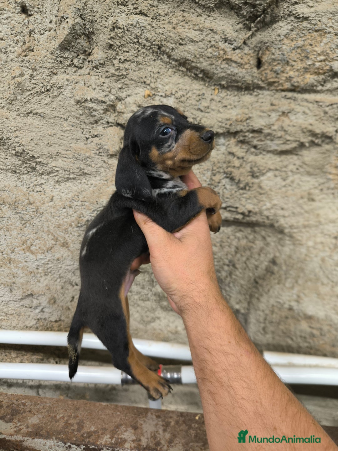 Teckel Miniatura perros en venta: Camadas disponibles de teckel - Imagen 9