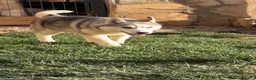 Husky Siberiano perros en venta: Preciosa ultimas cachorras  de husky siberiano  - Anuncio 2