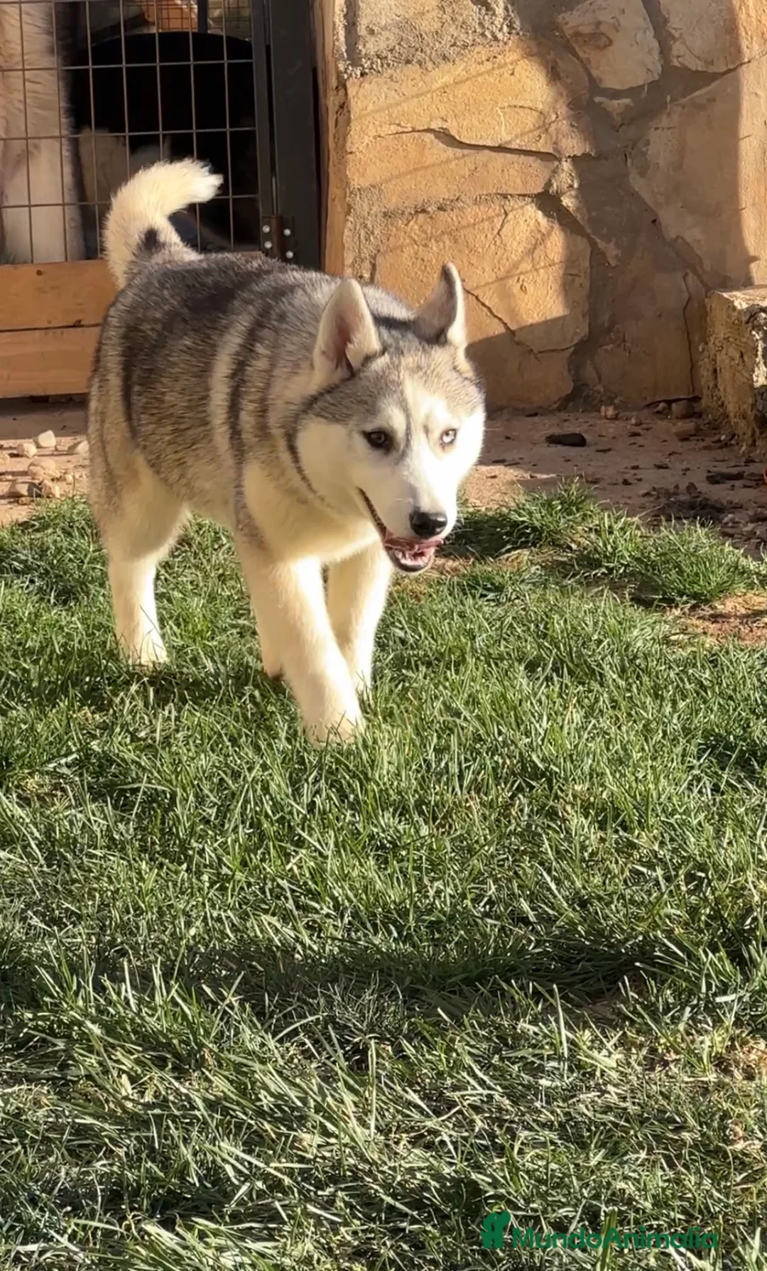Husky Siberiano perros en venta: Preciosa ultimas cachorras  de husky siberiano  - Anuncio 2