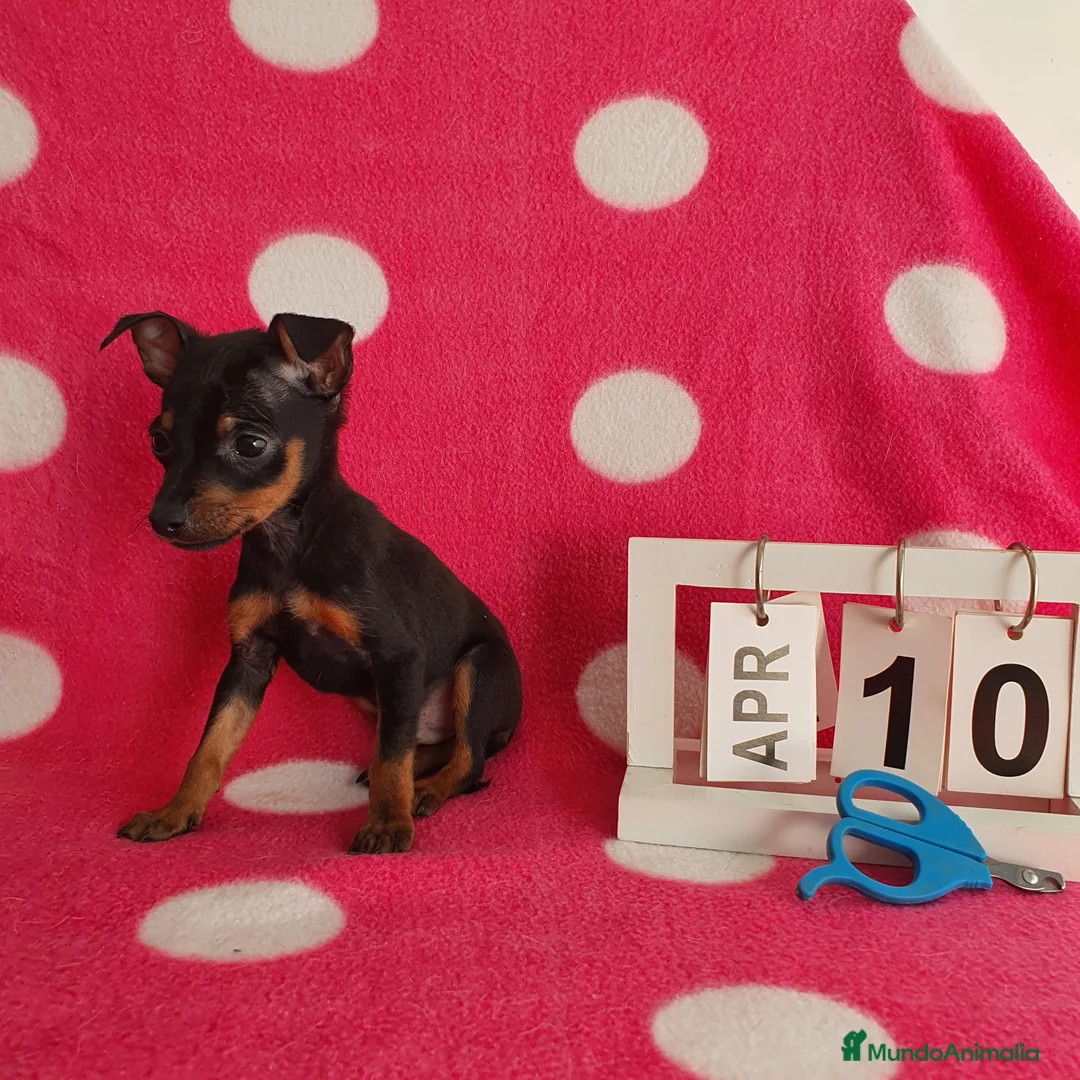 Ratón de Praga perros en venta: Raton de praga  - Anuncio 5