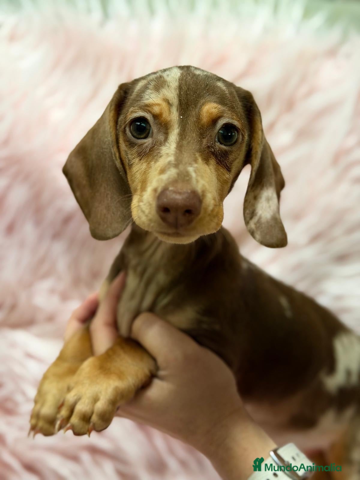 Teckel Miniatura perros en venta: Hembra teckel arlequin chocolate - Anuncio 4