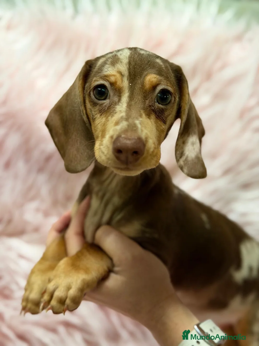 Teckel Miniatura perros en venta: Hembra teckel arlequin chocolate - Anuncio 1