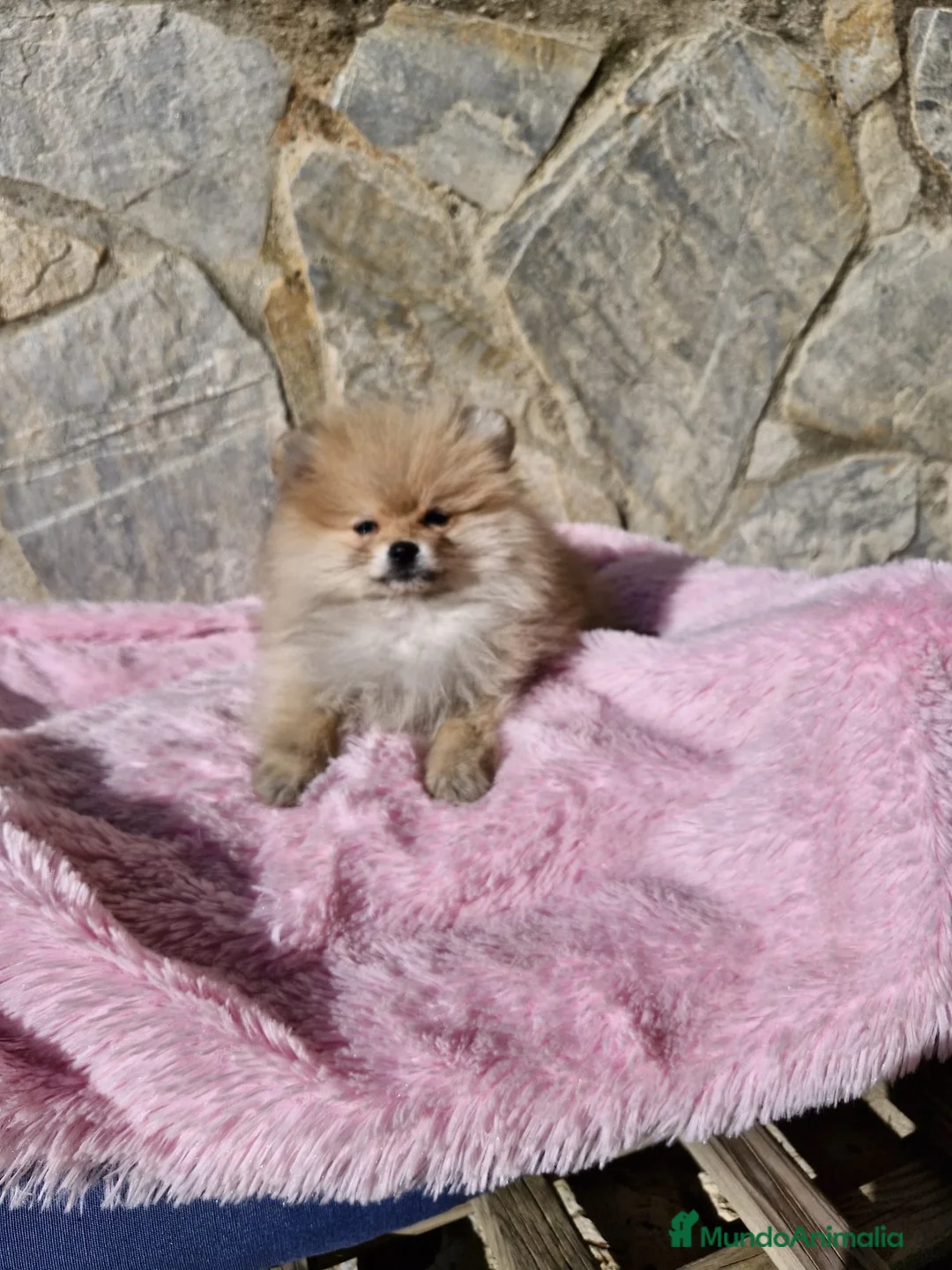 Pomerania perros en venta: Lulú de pomerania ositos en Barcelona - Anuncio 5