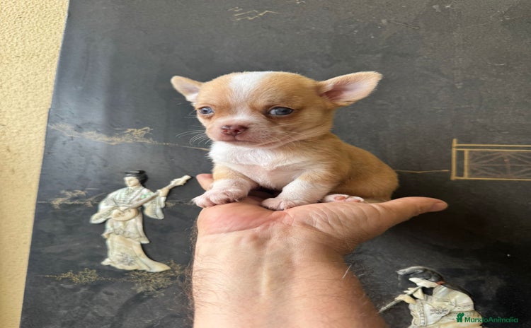 Chihuahua perros - Anuncio 1