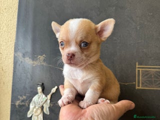Chihuahua perros - Anuncio 33