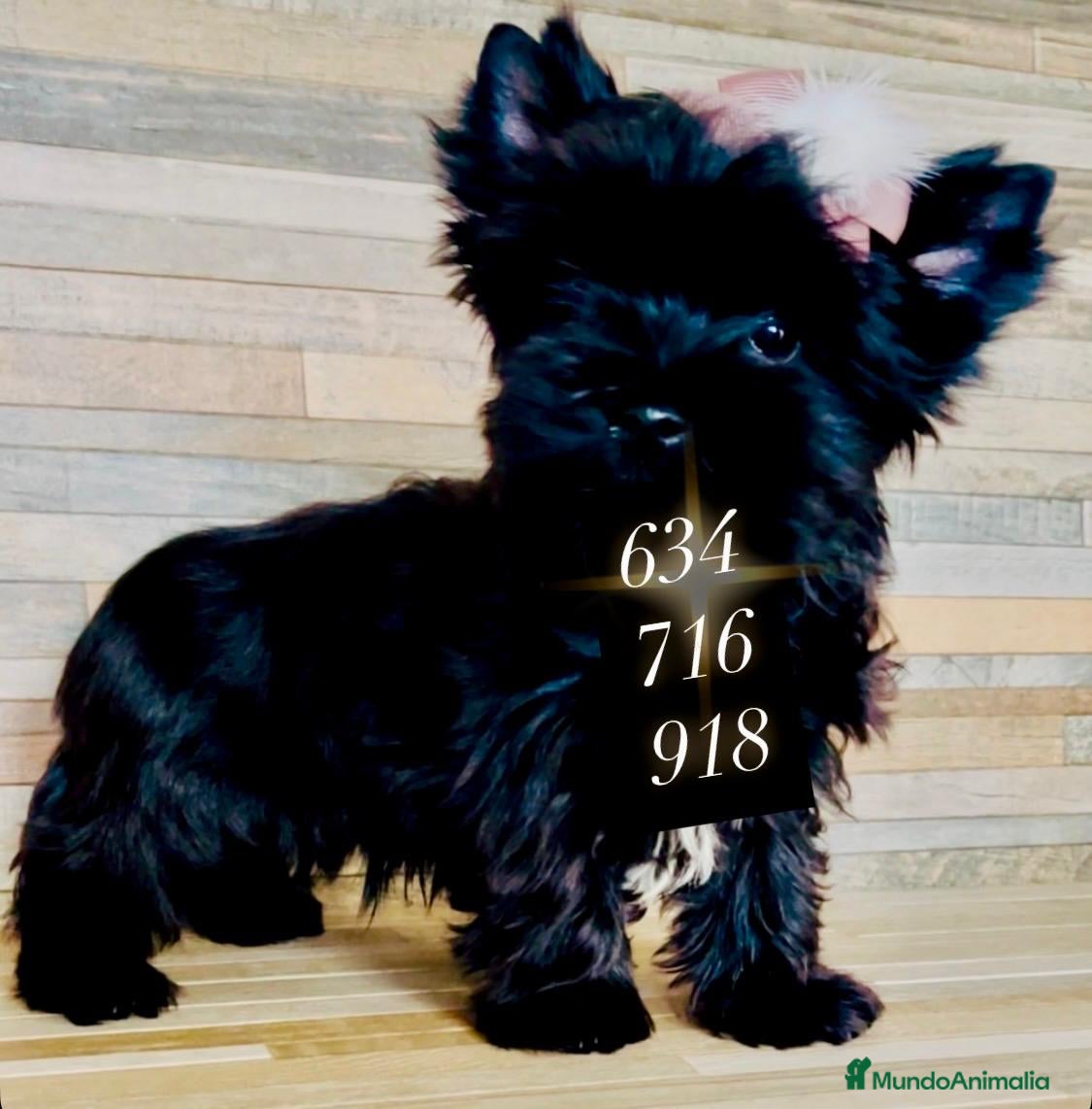 Biewer Yorkshire Terrier a la Pom Pon perros Cachorro Yorkshire Black Toy - Anuncio 35